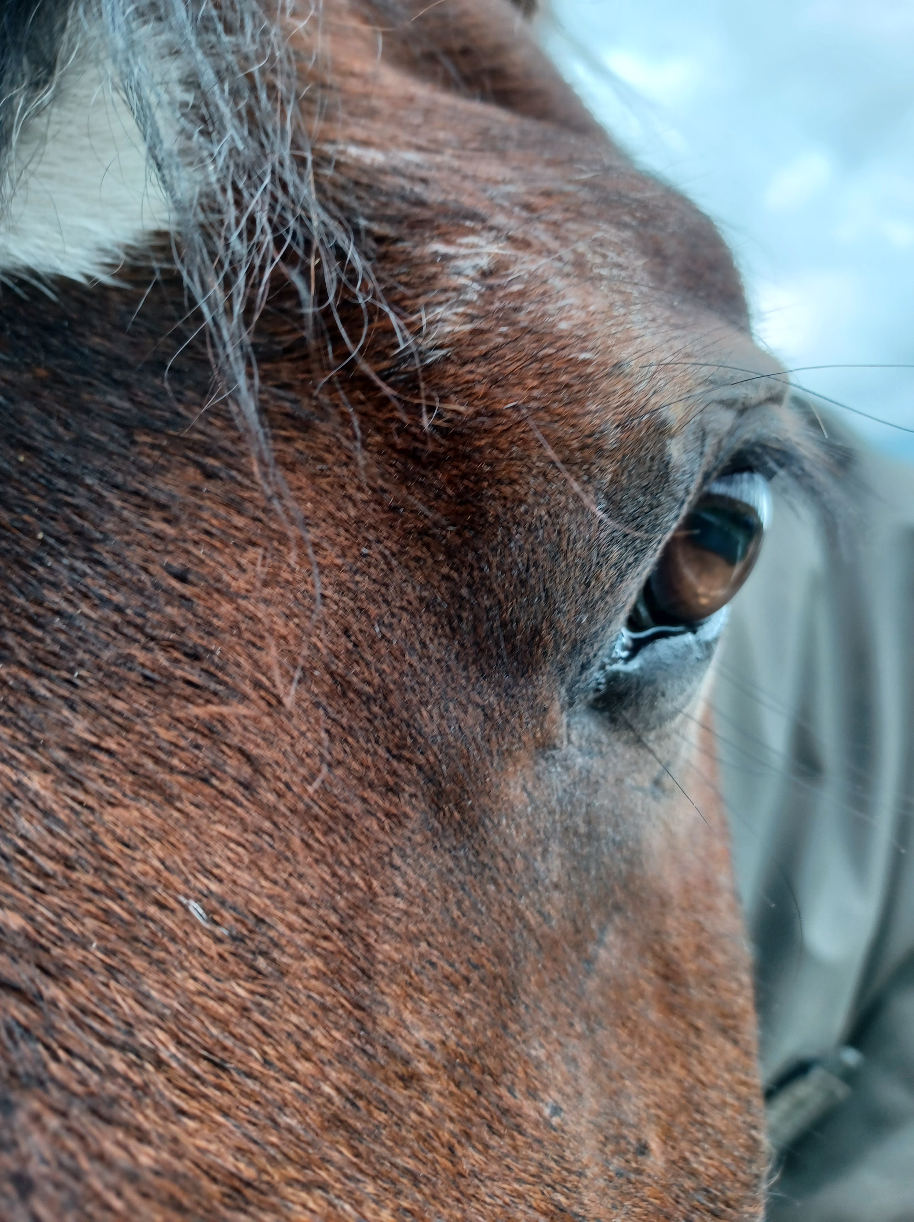 Being Seen By A Horse